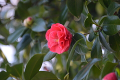 春日公園の花