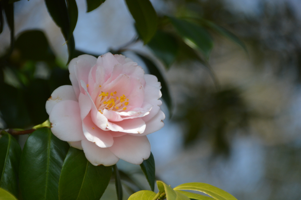 春日公園の花