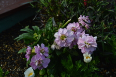 春日公園の花