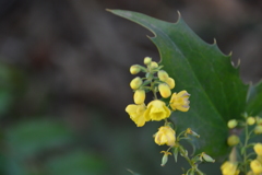 春日公園の花
