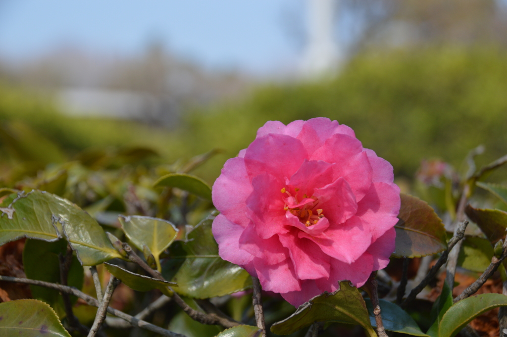 春日公園の花
