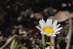 春日公園の花