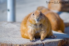 ドヤ顔りすちゃん