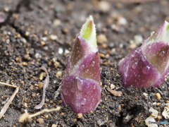ギボウシの新芽