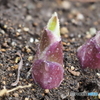 ギボウシの新芽