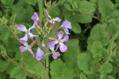 ハマダイコンの花