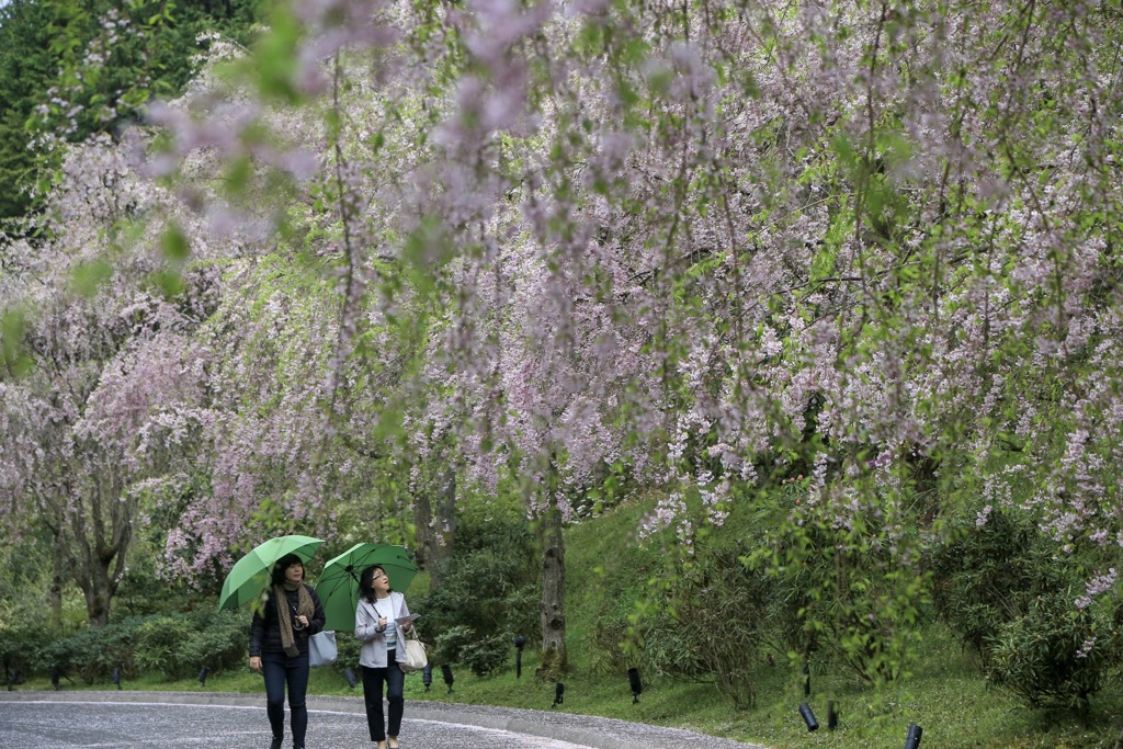 枝垂桜も終わり