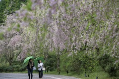 枝垂桜も終わり