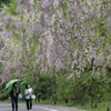 枝垂桜も終わり