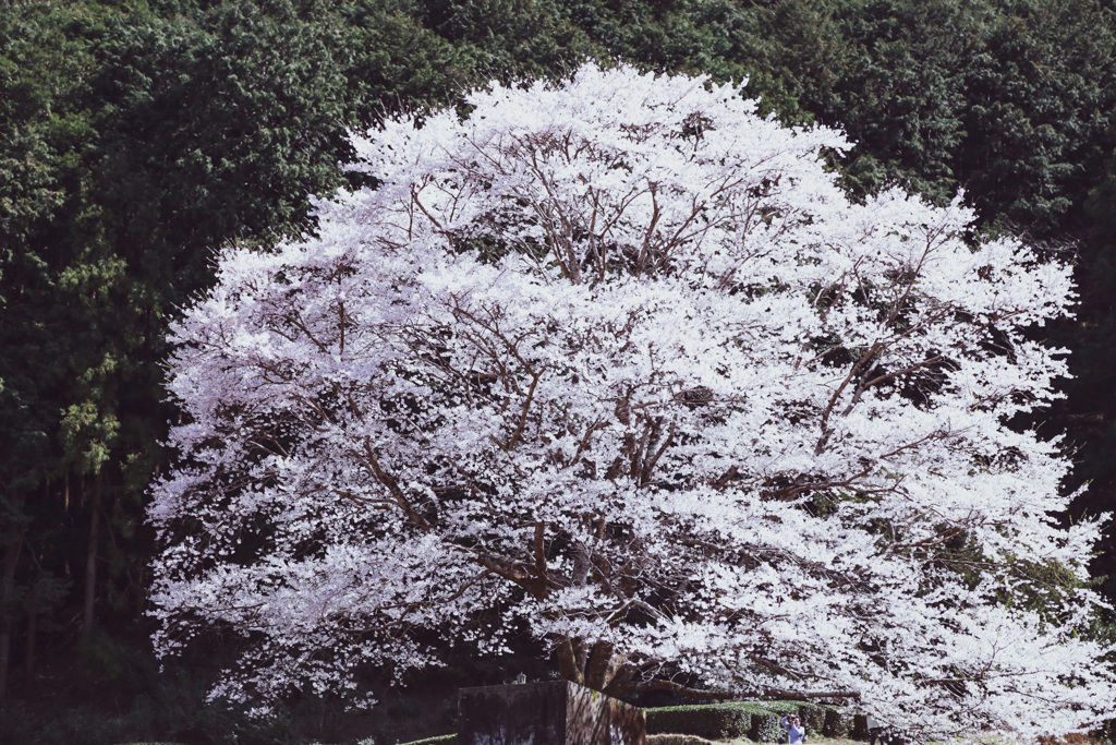 竹原の淡墨桜