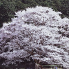 竹原の淡墨桜