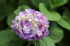 紫陽花