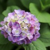 紫陽花