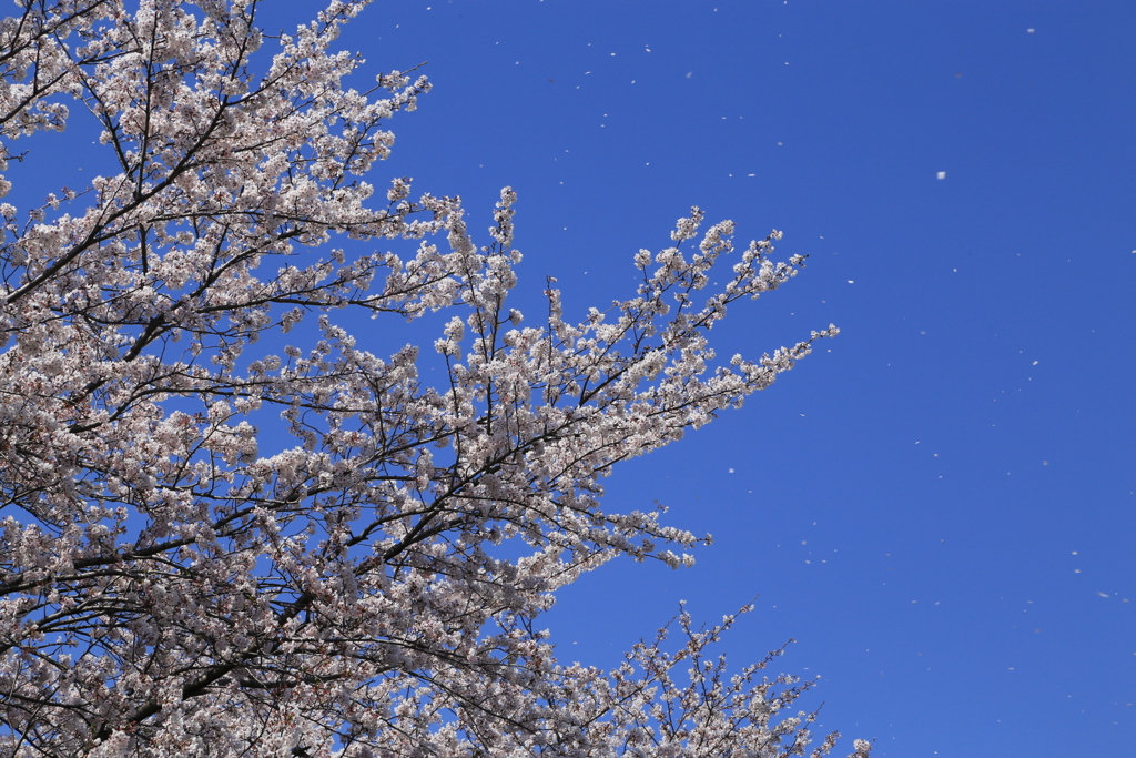 散る桜もまた良き
