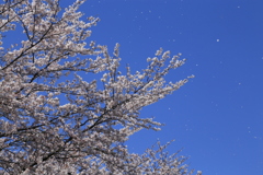 散る桜もまた良き