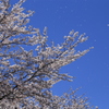 散る桜もまた良き