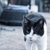 港のねこ