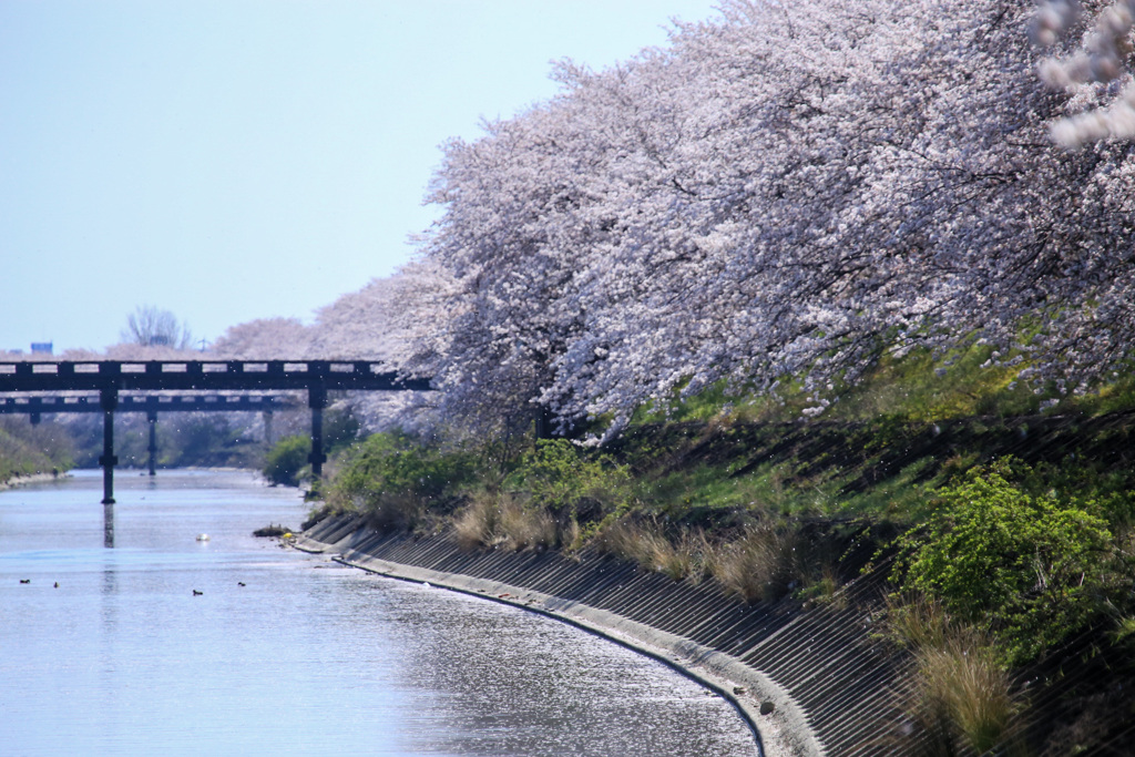 もうすぐ水面を埋め尽くす花弁