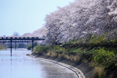 もうすぐ水面を埋め尽くす花弁