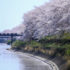 もうすぐ水面を埋め尽くす花弁