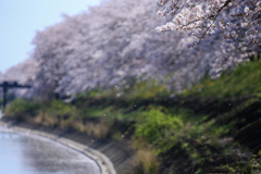 今年も見れてよかった