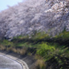 今年も見れてよかった