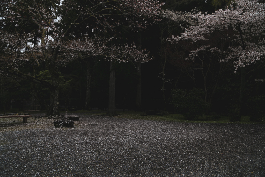 早咲きの桜はもう散り始め