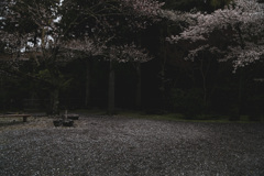 早咲きの桜はもう散り始め