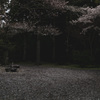 早咲きの桜はもう散り始め
