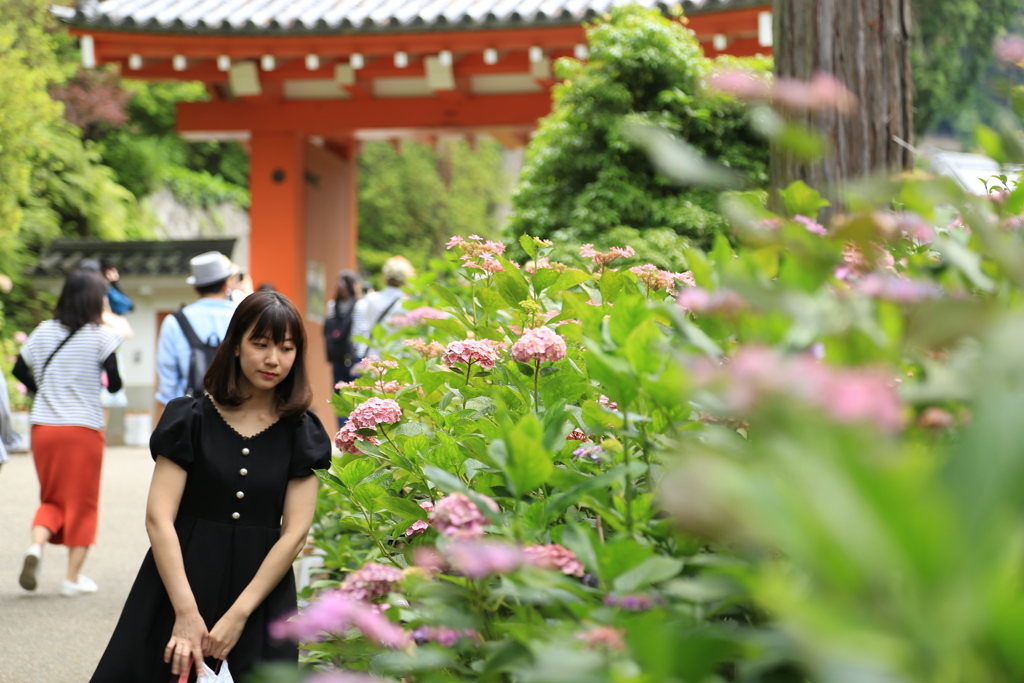 紫陽花寺
