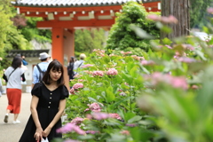 紫陽花寺