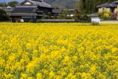 菜の花