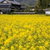 菜の花