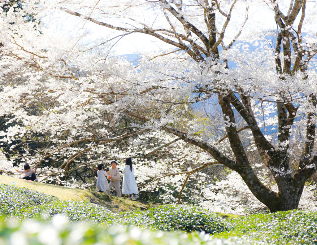 竹原の淡墨桜
