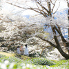 竹原の淡墨桜