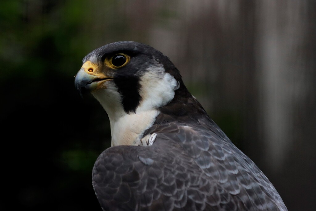 _MG_1102 (2)