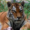 _MG_1152 (2)