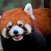 レッサーパンダ　リーファちゃん