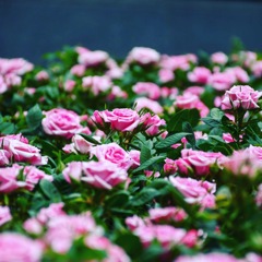 紀尾井町Rose garden