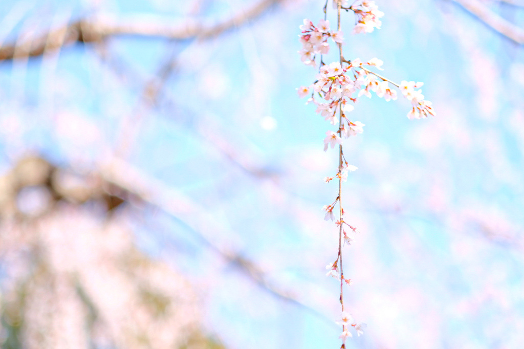 桜の季節ですね