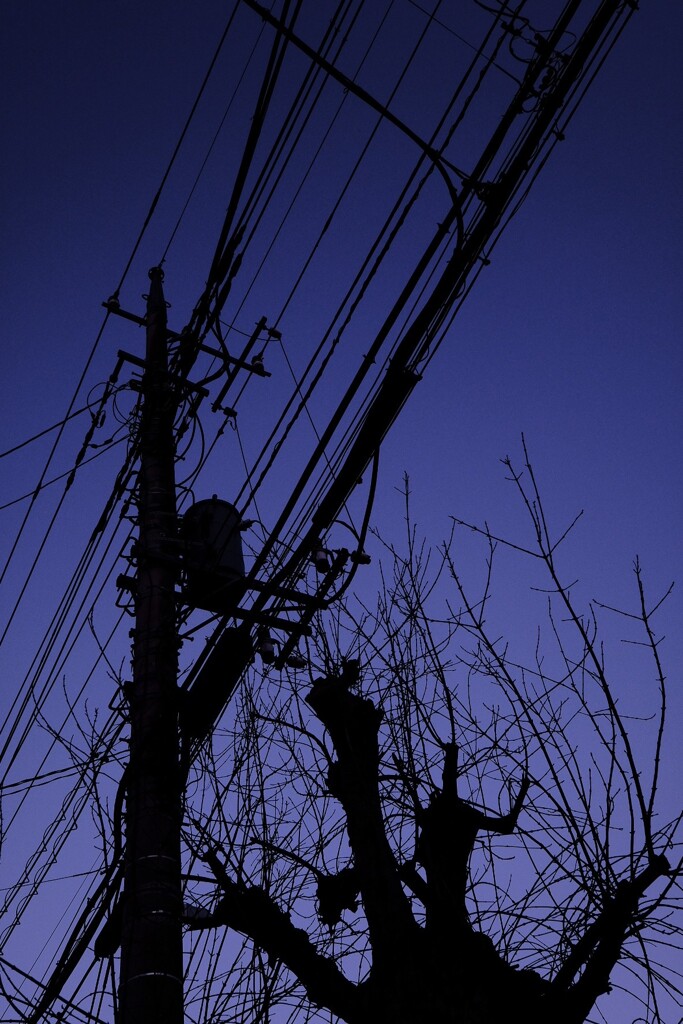 カメラを向けたら