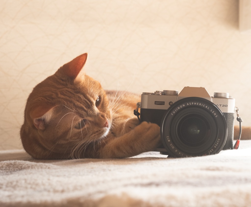 猫さんとカメラ