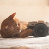 猫さんとカメラ