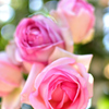 薔薇