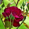 薔薇