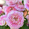 薔薇