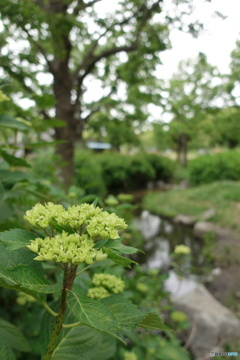 紫陽花が咲き始めた！