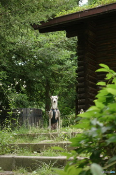 森の犬