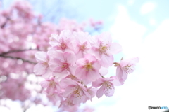 咲き始めた河津桜