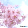 咲き始めた河津桜